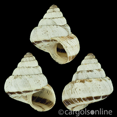 IMG_detallada/Cochlicella (Cochlicella) conoidea.jpg